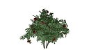Red Rose Bush - 05 -