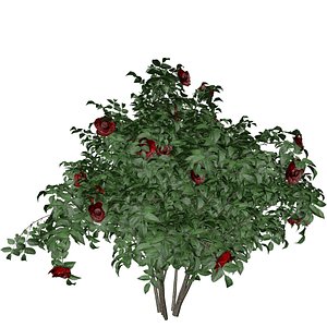 Red Rose Bush - 05 -