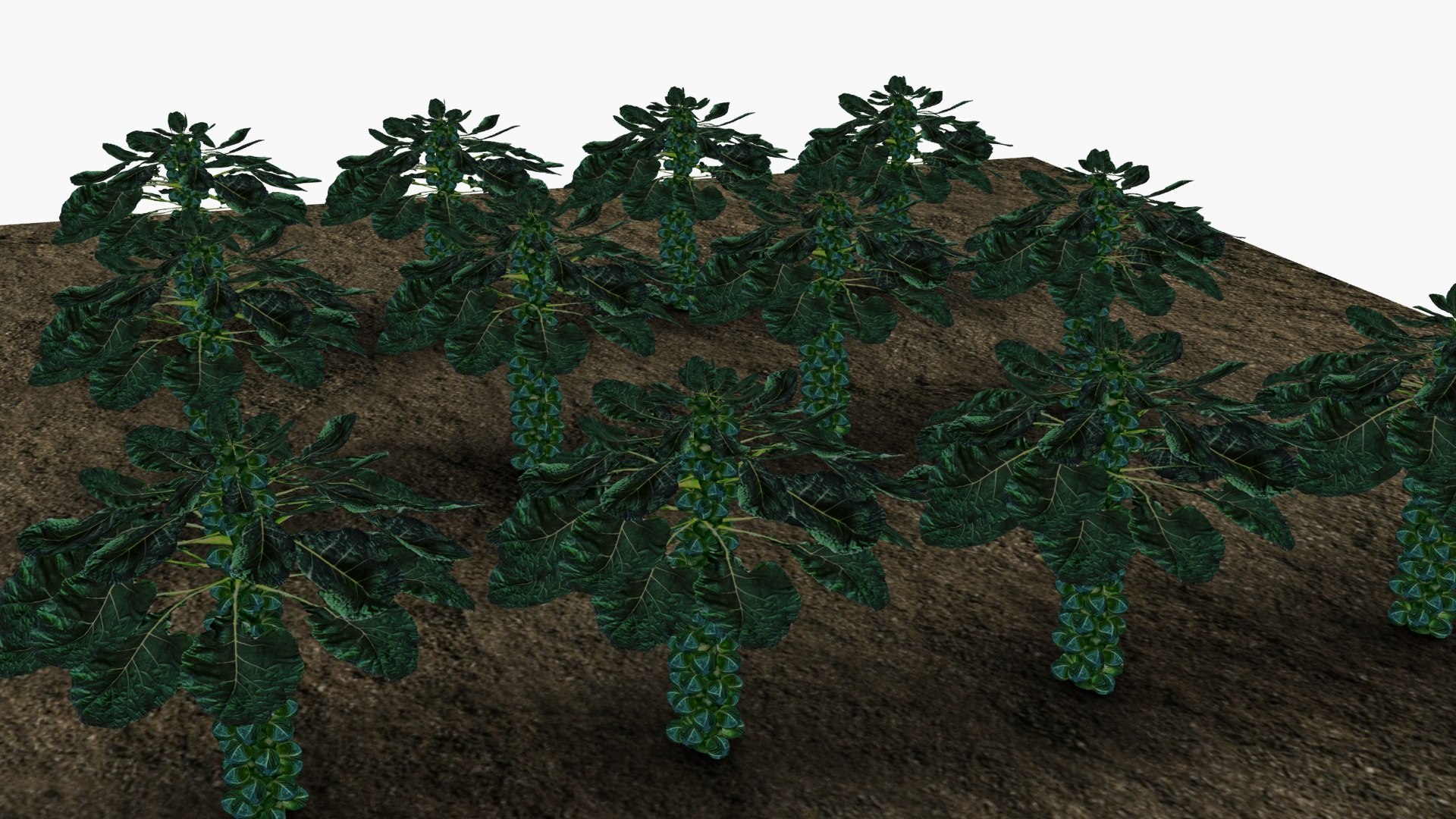 3D model Brussel sprouts https://p.turbosquid.com/ts-thumb/Dm/tB4uGp/4Y/ps5/jpg/1670767841/1920x1080/fit_q87/faef614ebd79ce8e27924b9488bfbe4174e658c7/ps5.jpg