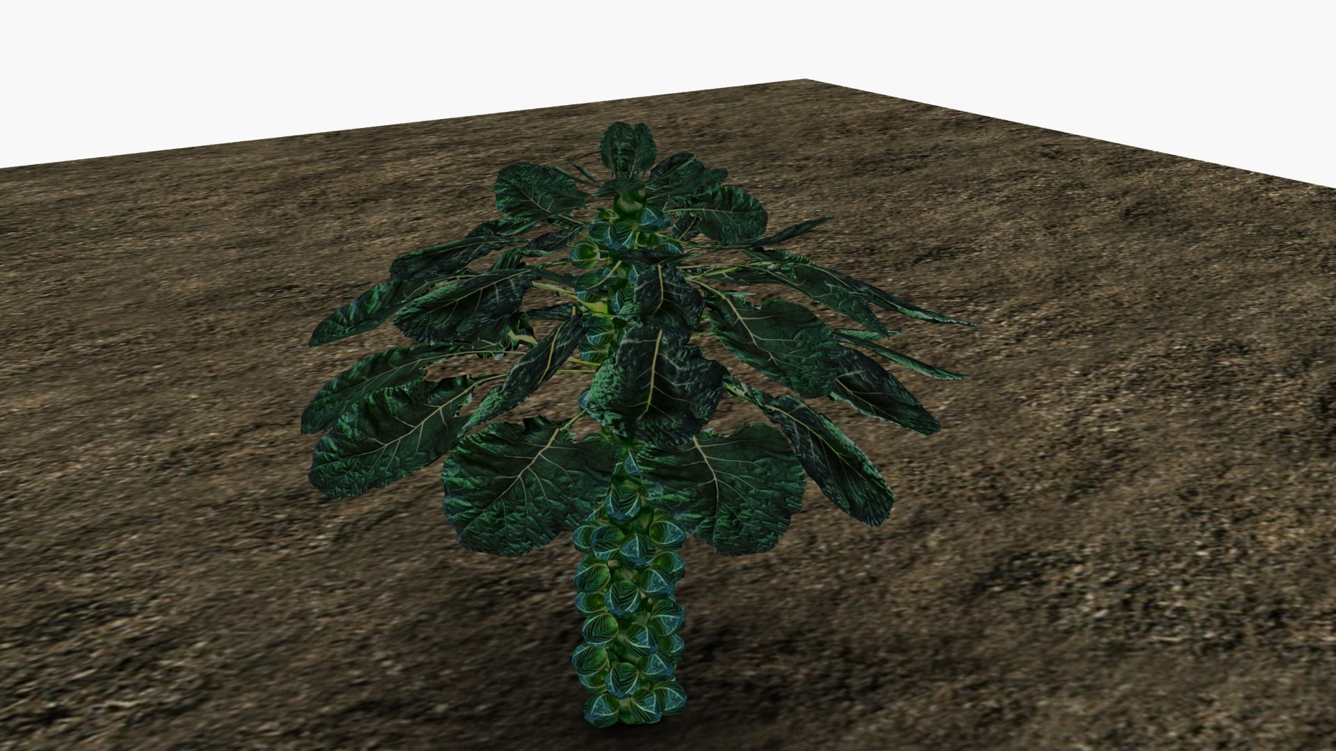3D model Brussel sprouts https://p.turbosquid.com/ts-thumb/Dm/tB4uGp/7p/ps2/jpg/1670767821/1920x1080/fit_q87/803af29dd37de7cb554e5a904a49d637c02c4469/ps2.jpg