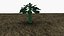 Brussel sprouts