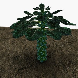 Brussel sprouts