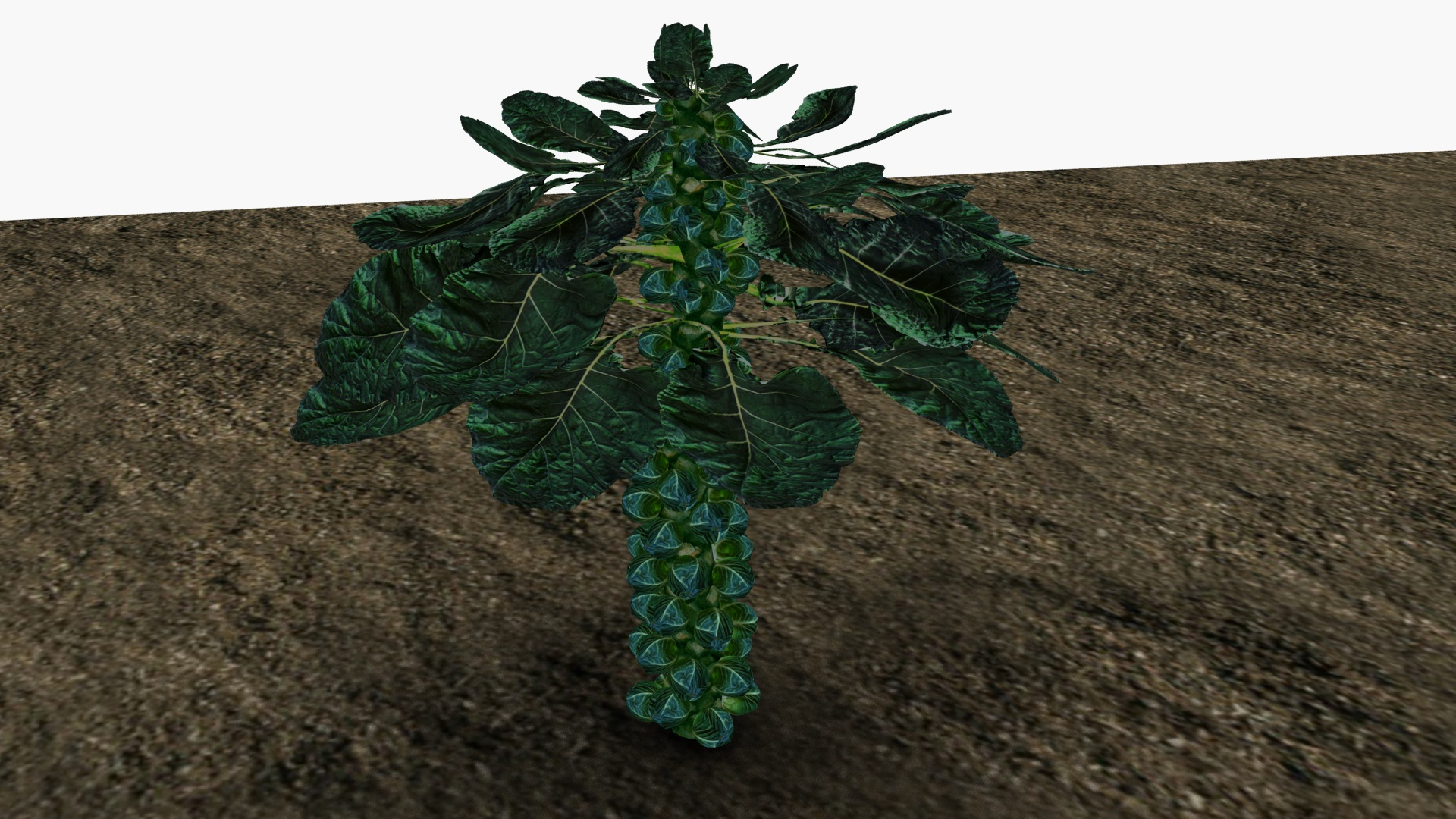3D model Brussel sprouts https://p.turbosquid.com/ts-thumb/Dm/tB4uGp/Y7/bsprouts/jpg/1670767887/1920x1080/turn_fit_q99/b0b52cdba9d7136b4bc9bdb8f3144220859155be/bsprouts-1.jpg