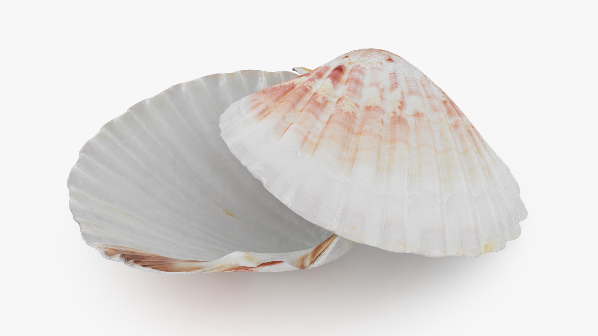 3D Clam Shell 04 Pose 2 Model - TurboSquid 2266433