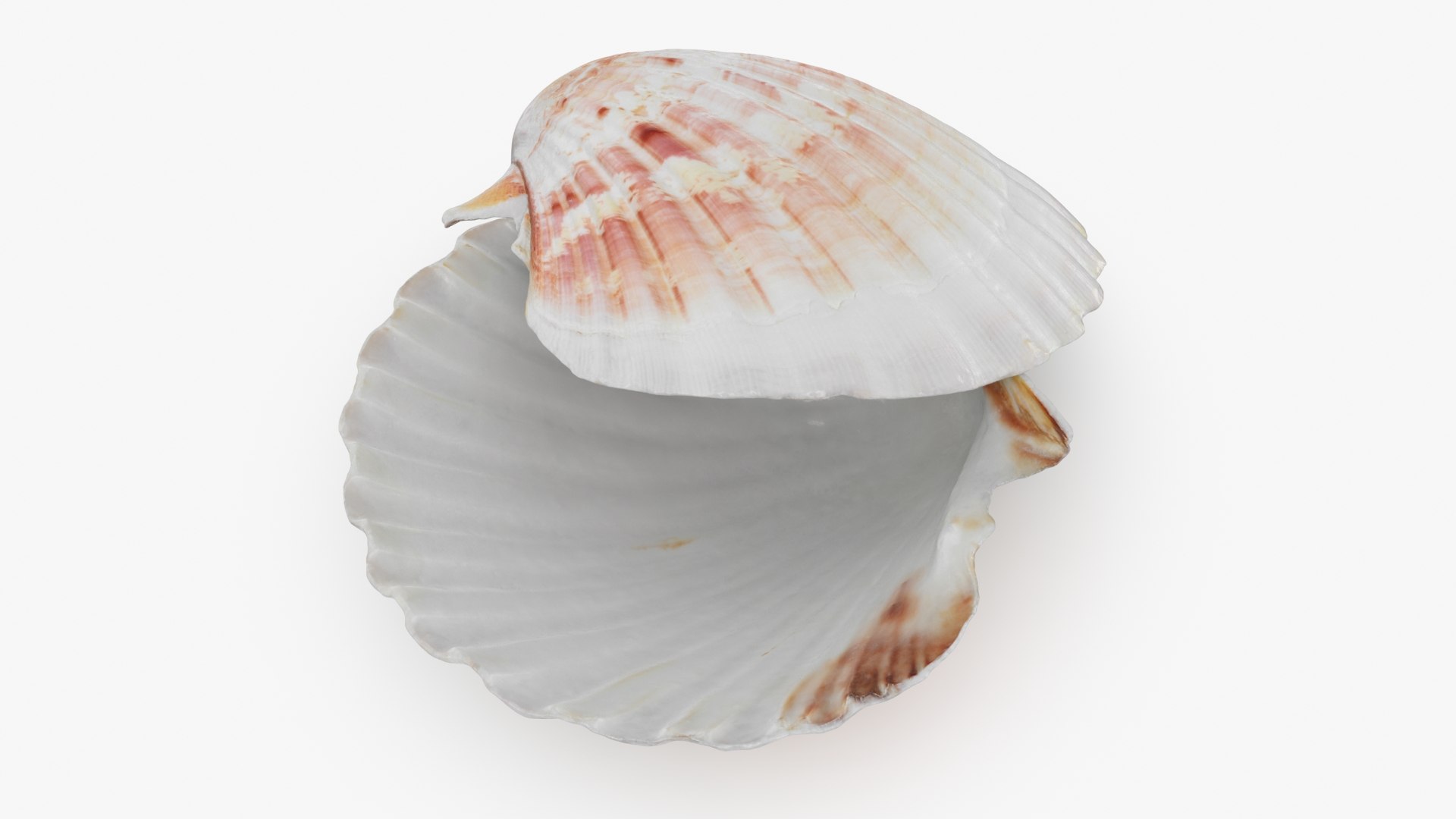 3D Clam Shell 04 Pose 2 Model - TurboSquid 2266433