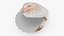 Clam Shell 04 Pose 2