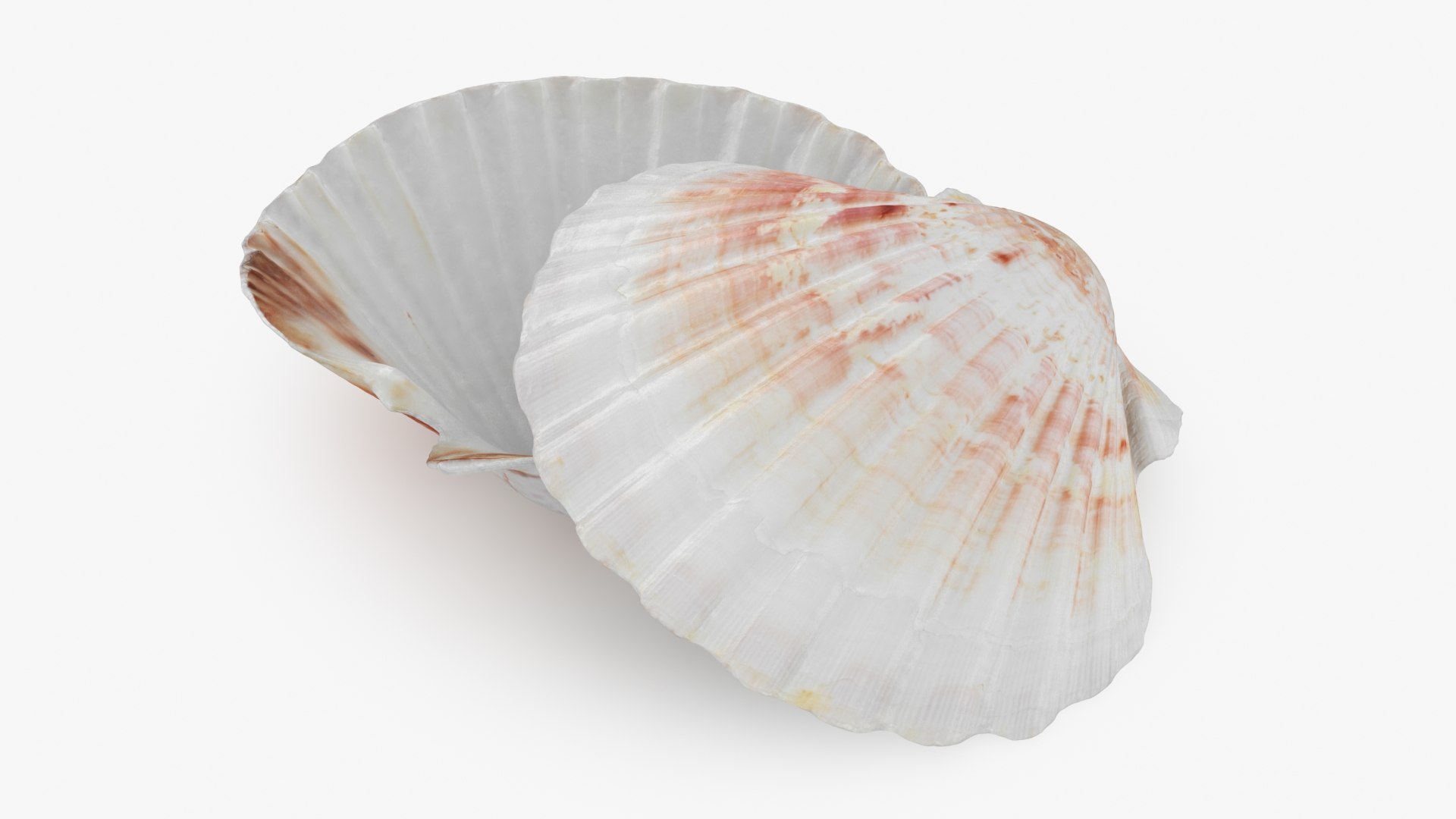 3D Clam Shell 04 Pose 2 Model - TurboSquid 2266433