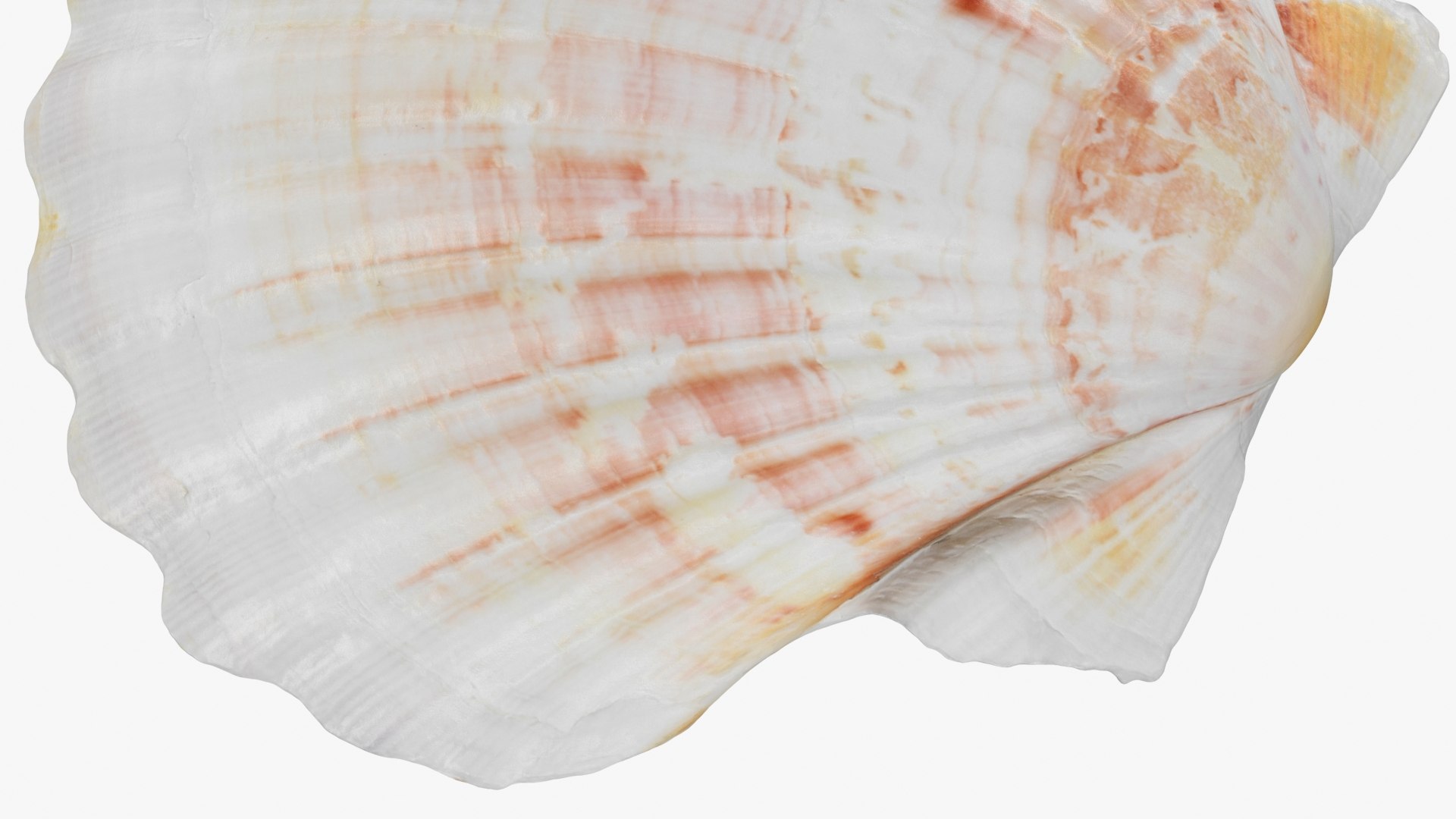 3D Clam Shell 04 Pose 2 Model - TurboSquid 2266433