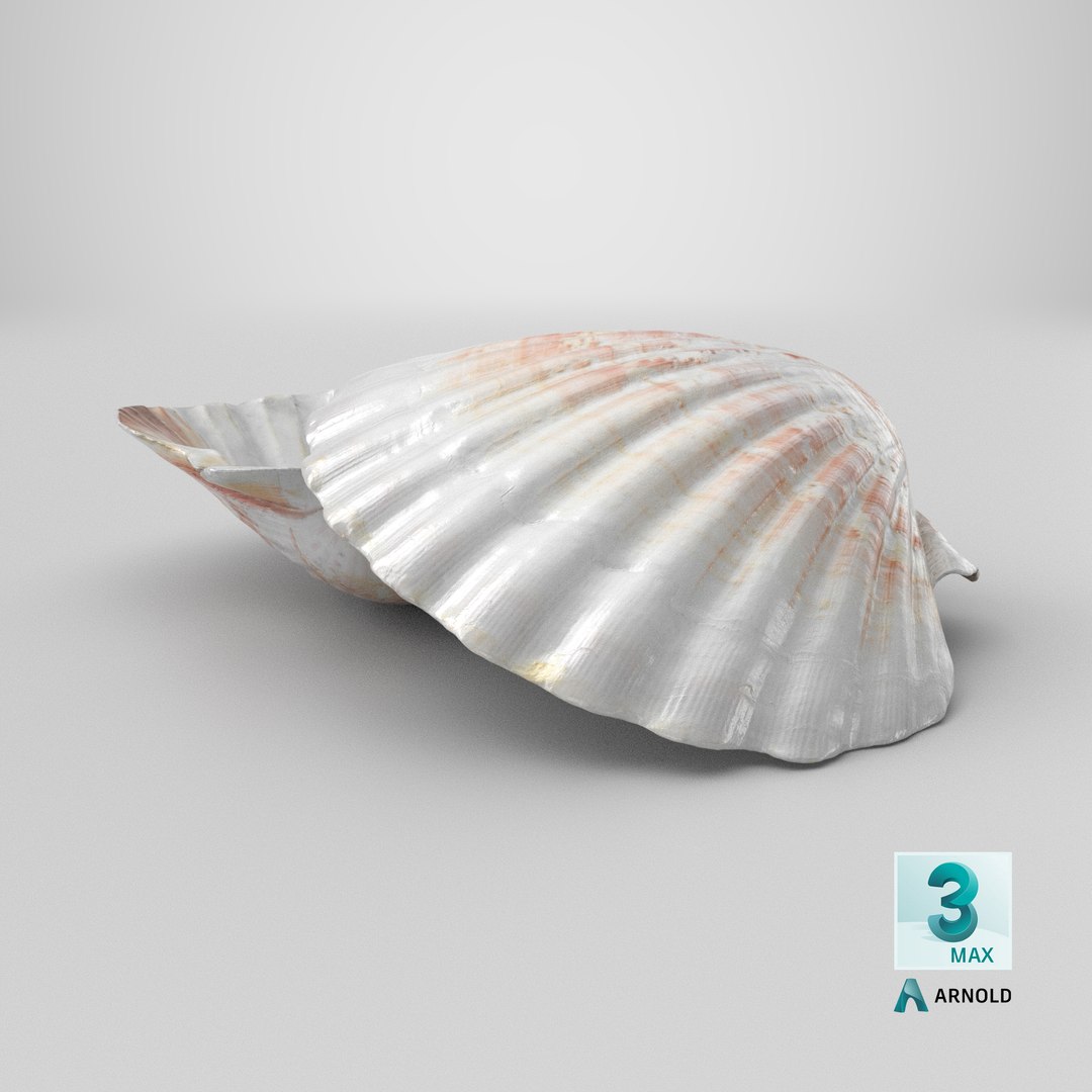 3D Clam Shell 04 Pose 2 model https://p.turbosquid.com/ts-thumb/Dm/tMAuHz/VT/stemcell_max_arnold_render/png/1724421282/1920x1080/fit_q87/89310e8d5a374c35b60ccffb35ba4e05499b7aed/stemcell_max_arnold_render.jpg