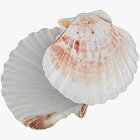 Clam Shell 04 Pose 2