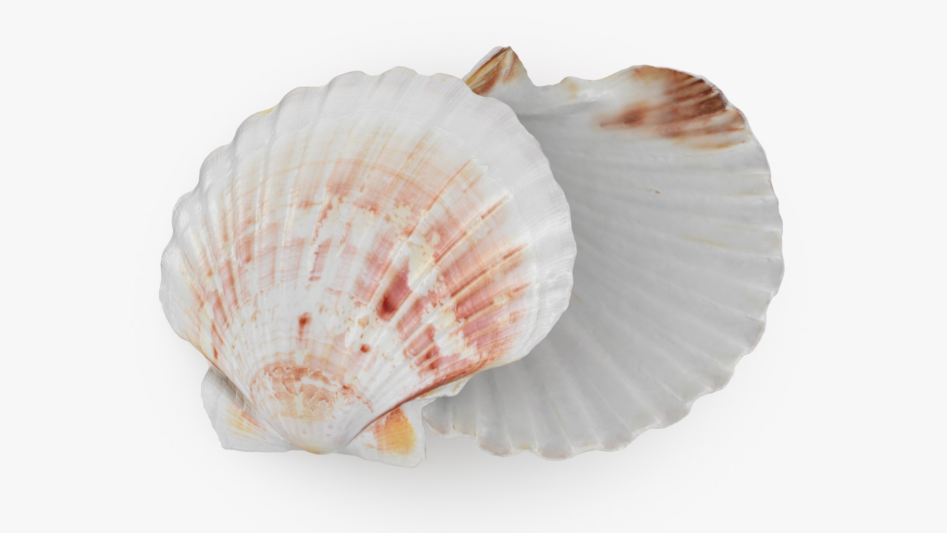 3D Clam Shell 04 Pose 2 Model - TurboSquid 2266433