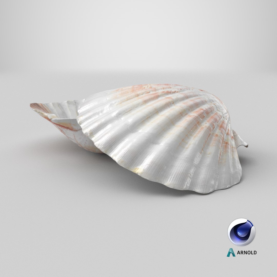 3D Clam Shell 04 Pose 2 model https://p.turbosquid.com/ts-thumb/Dm/tMAuHz/gn/stemcell_cinema_4d_arnold_render/png/1724421277/1920x1080/fit_q87/1c5352517350bea2780302ed35d3cb38c6cbd0e3/stemcell_cinema_4d_arnold_render.jpg
