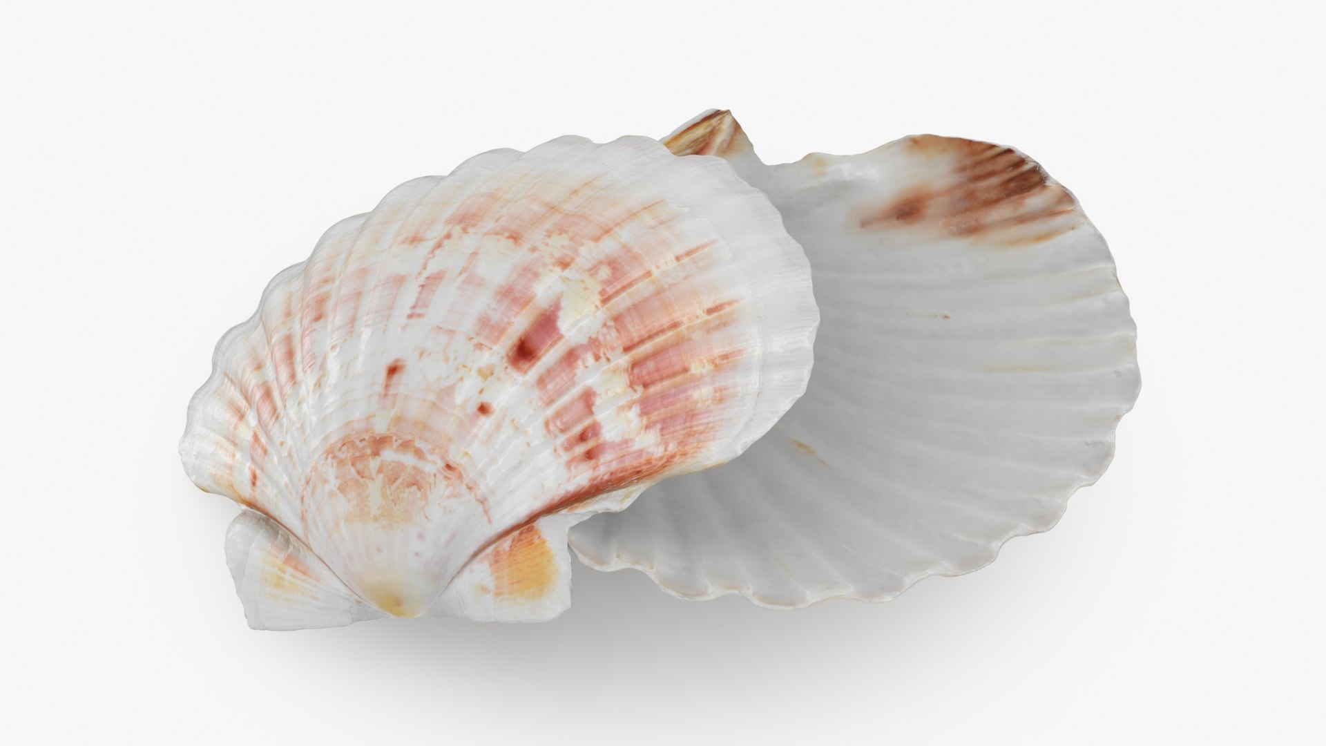 3D Clam Shell 04 Pose 2 Model - TurboSquid 2266433