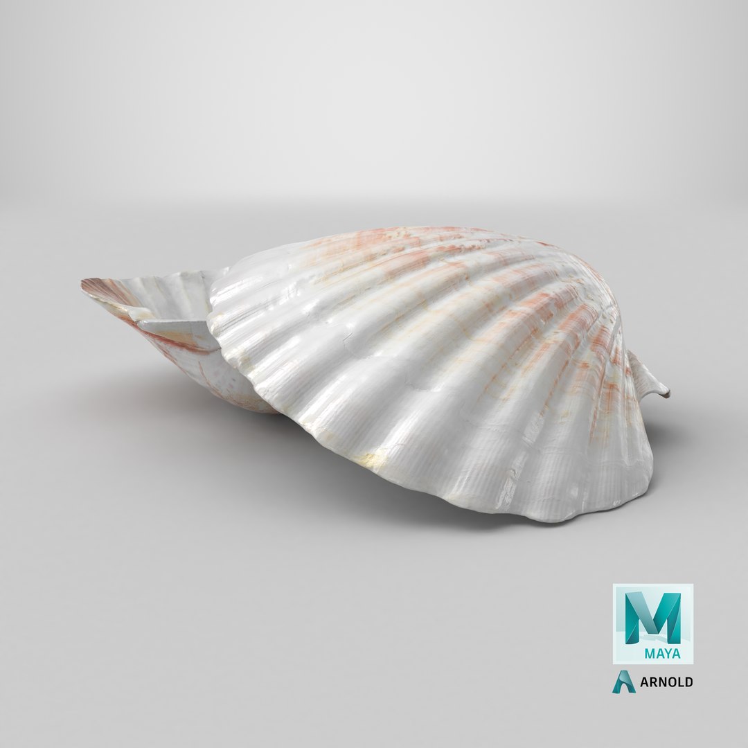 3D Clam Shell 04 Pose 2 model https://p.turbosquid.com/ts-thumb/Dm/tMAuHz/ok/stemcell_maya_arnold_render/png/1724421273/1920x1080/fit_q87/63b02510fe73a4712ba21297ba90d08c66b8f41f/stemcell_maya_arnold_render.jpg