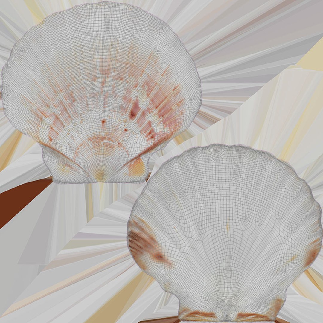 3D Clam Shell 04 Pose 2 model https://p.turbosquid.com/ts-thumb/Dm/tMAuHz/oo/clamshell04_d0004/jpg/1723304199/1920x1080/fit_q87/09eb05d68a868b04c2c6ed77453b1fa18ed868b4/clamshell04_d0004.jpg
