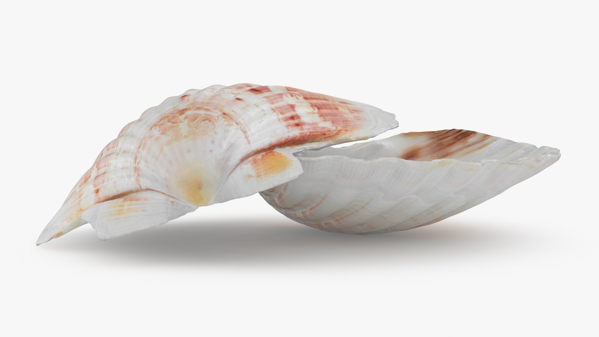 3D Clam Shell 04 Pose 2 model https://p.turbosquid.com/ts-thumb/Dm/tMAuHz/pO/clamshell04_b0014/jpg/1723304196/1920x1080/fit_q87/78ef99f8e2a12219530305d63e034ed941030cd8/clamshell04_b0014.jpg