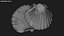 Clam Shell 04 Pose 2