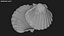 Clam Shell 04 Pose 2