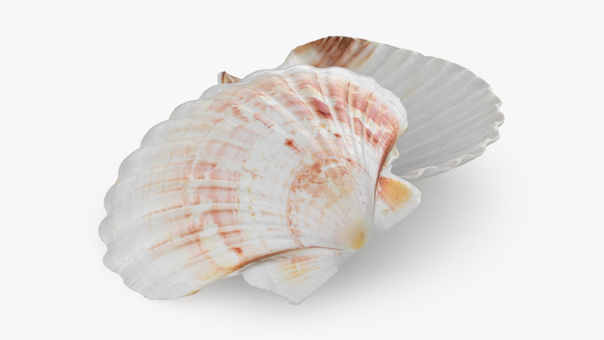 3D Clam Shell 04 Pose 2 Model - TurboSquid 2266433