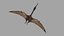 Quetzalcoatlus HD - 3d animated model 3D