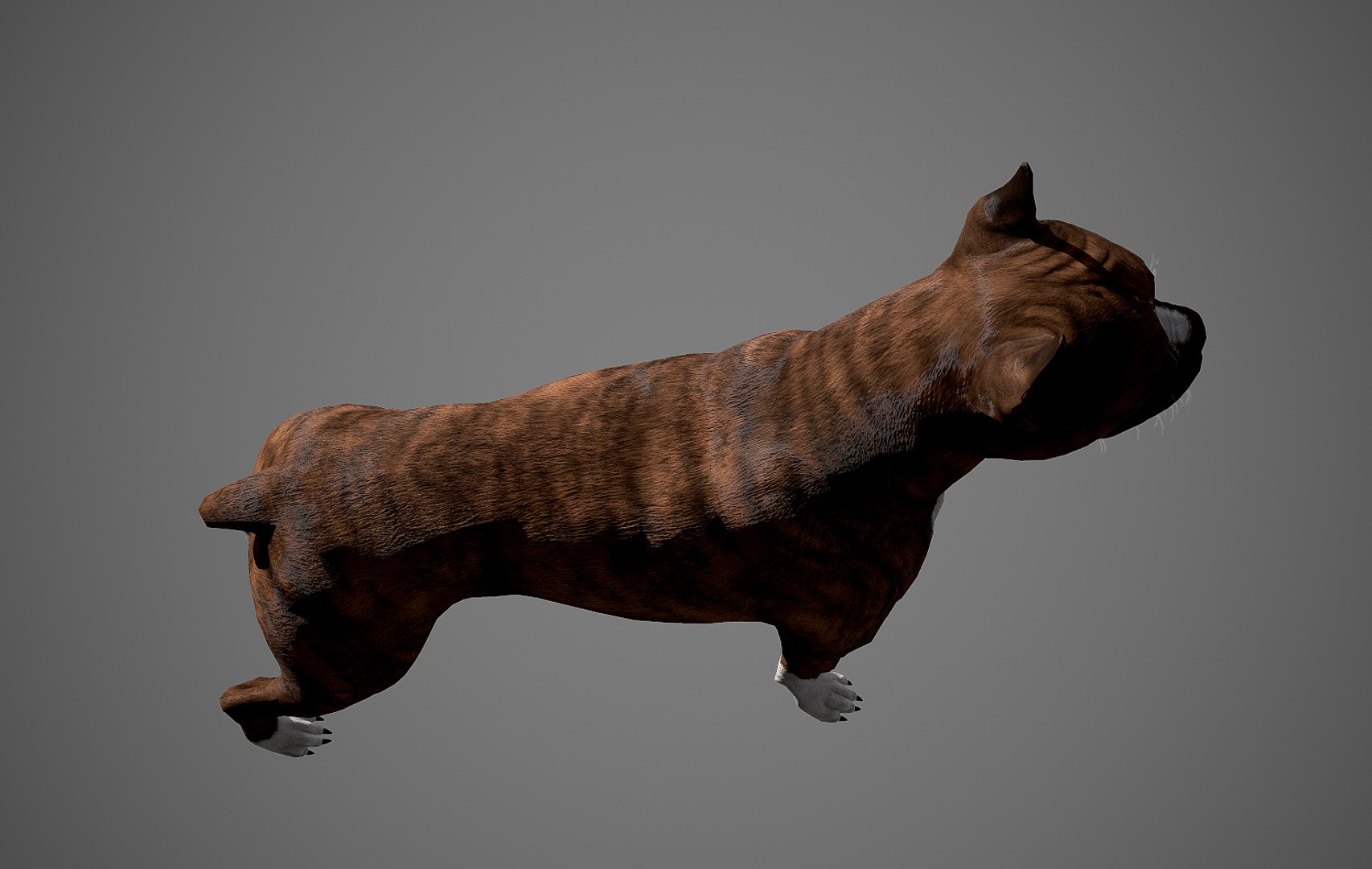 boxer dog real-time real time 3ds https://p.turbosquid.com/ts-thumb/Dn/4nUFhK/1hRMacSG/boxer_by_alexlashko_preview_10/jpg/1468289331/1920x1080/fit_q87/aa87fdd72c218a295af756b7a0e356ee720330c5/boxer_by_alexlashko_preview_10.jpg