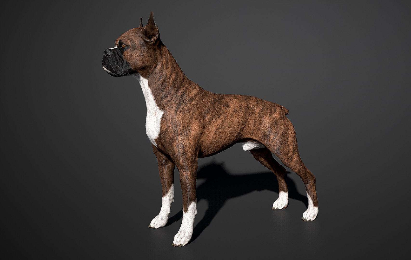 boxer dog real-time real time 3ds https://p.turbosquid.com/ts-thumb/Dn/4nUFhK/2VwGSBEw/boxer_by_alexlashko_preview_150/jpg/1468289332/1920x1080/fit_q87/71bb176d04a91ed3af550cddfb08f7ed09a4def7/boxer_by_alexlashko_preview_150.jpg