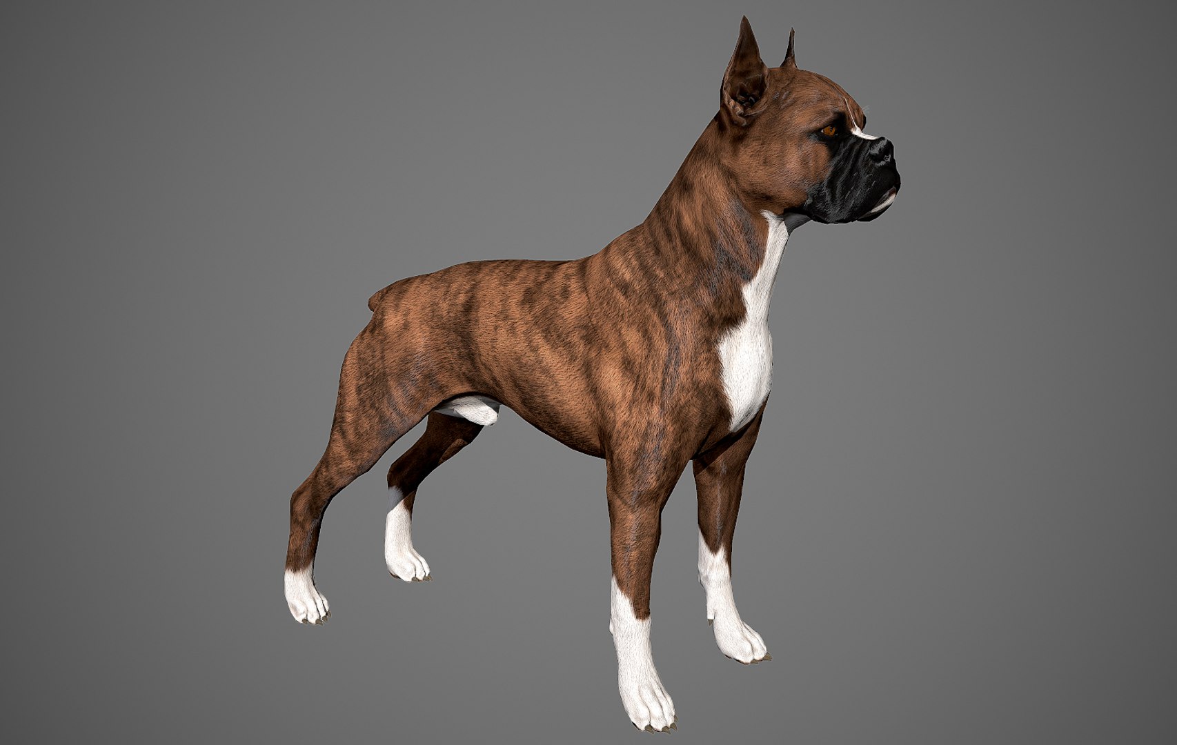 boxer dog real-time real time 3ds https://p.turbosquid.com/ts-thumb/Dn/4nUFhK/6UVOfaHT/boxer_by_alexlashko_preview_09/jpg/1468289331/1920x1080/fit_q87/843103bf086d2ab0217ce00552d1cb9ff8b6f5db/boxer_by_alexlashko_preview_09.jpg
