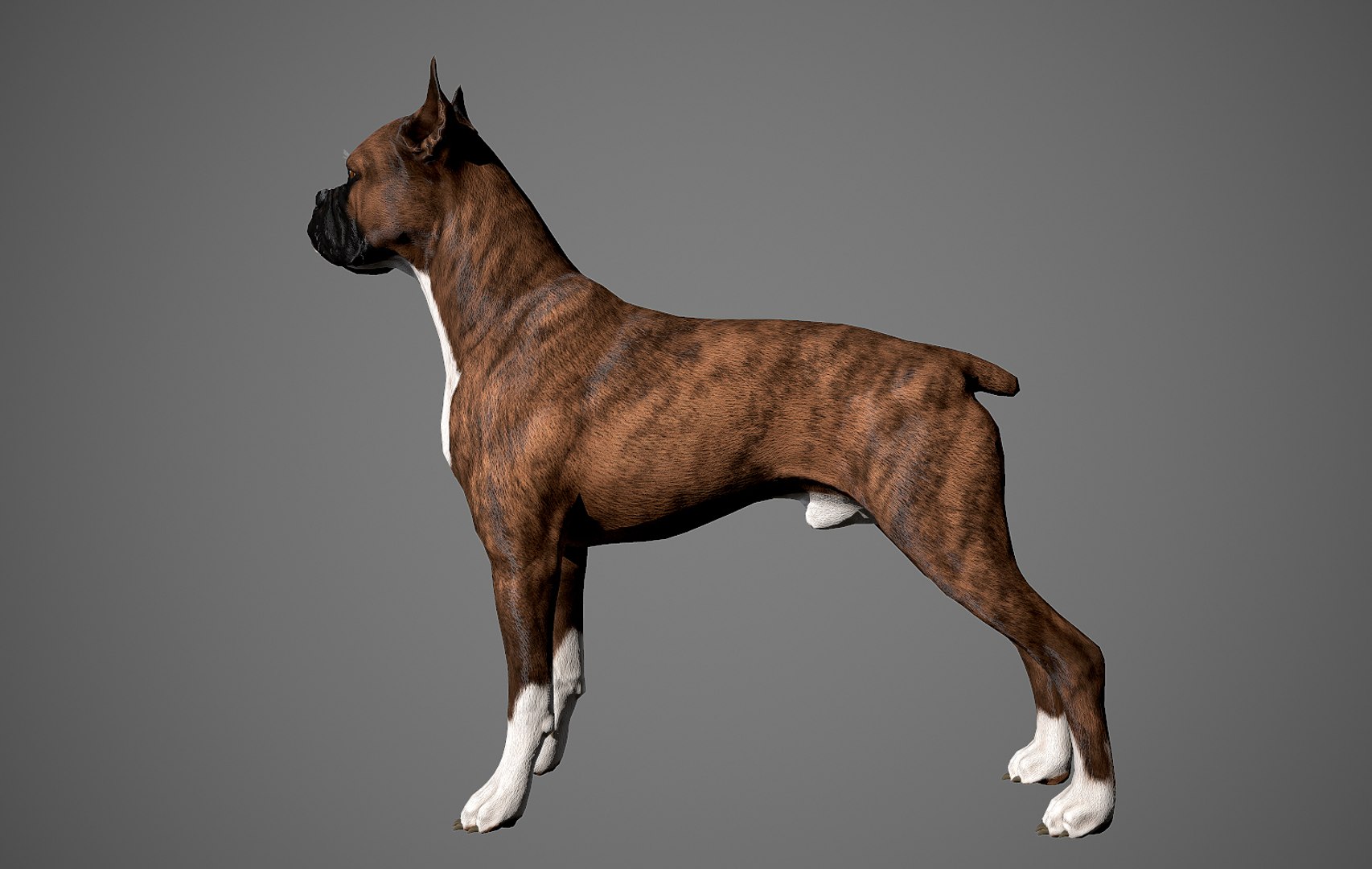 boxer dog real-time real time 3ds https://p.turbosquid.com/ts-thumb/Dn/4nUFhK/IT6RqLG9/boxer_by_alexlashko_preview_05/jpg/1468289331/1920x1080/fit_q87/f5c0dc5e087ff9dfb154e5a8fedf9c54c074f919/boxer_by_alexlashko_preview_05.jpg