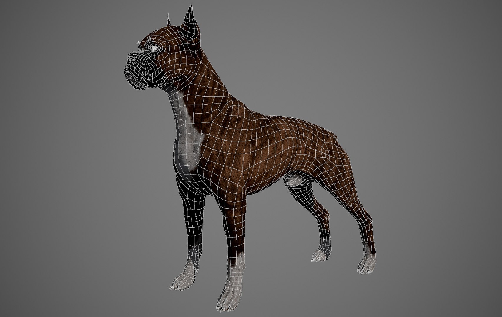 boxer dog real-time real time 3ds https://p.turbosquid.com/ts-thumb/Dn/4nUFhK/JVjQp4rX/boxer_by_alexlashko_wires_03/jpg/1468299005/1920x1080/fit_q87/8105c34960d2b24802dee44b6010bfdc024cdd90/boxer_by_alexlashko_wires_03.jpg
