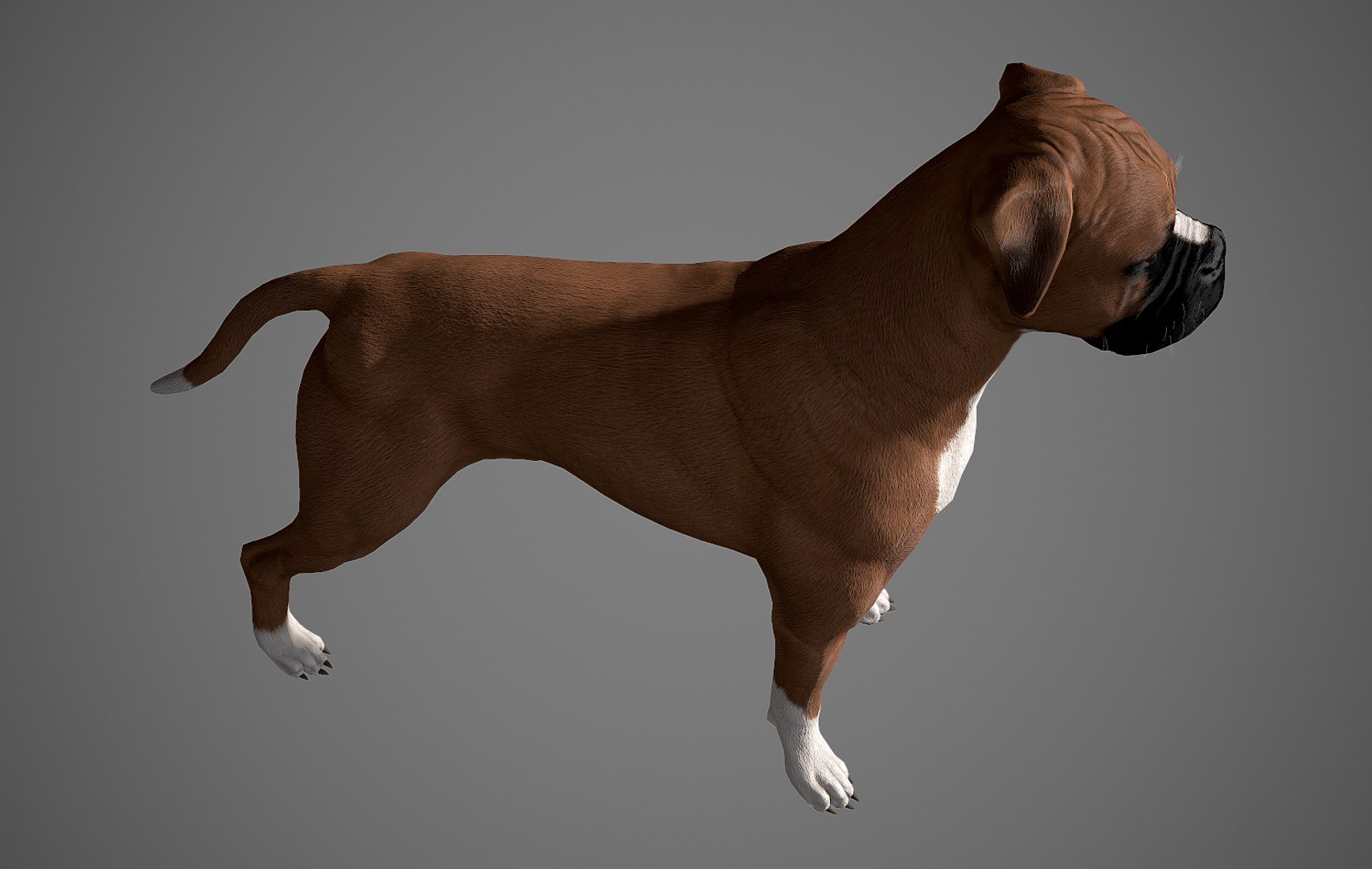 boxer dog real-time real time 3ds https://p.turbosquid.com/ts-thumb/Dn/4nUFhK/JcQznYqD/boxer_by_alexlashko_preview04/jpg/1468289332/1920x1080/fit_q87/8b23de1e0b7a0bacc2edd8c9bc25859226f9068e/boxer_by_alexlashko_preview04.jpg
