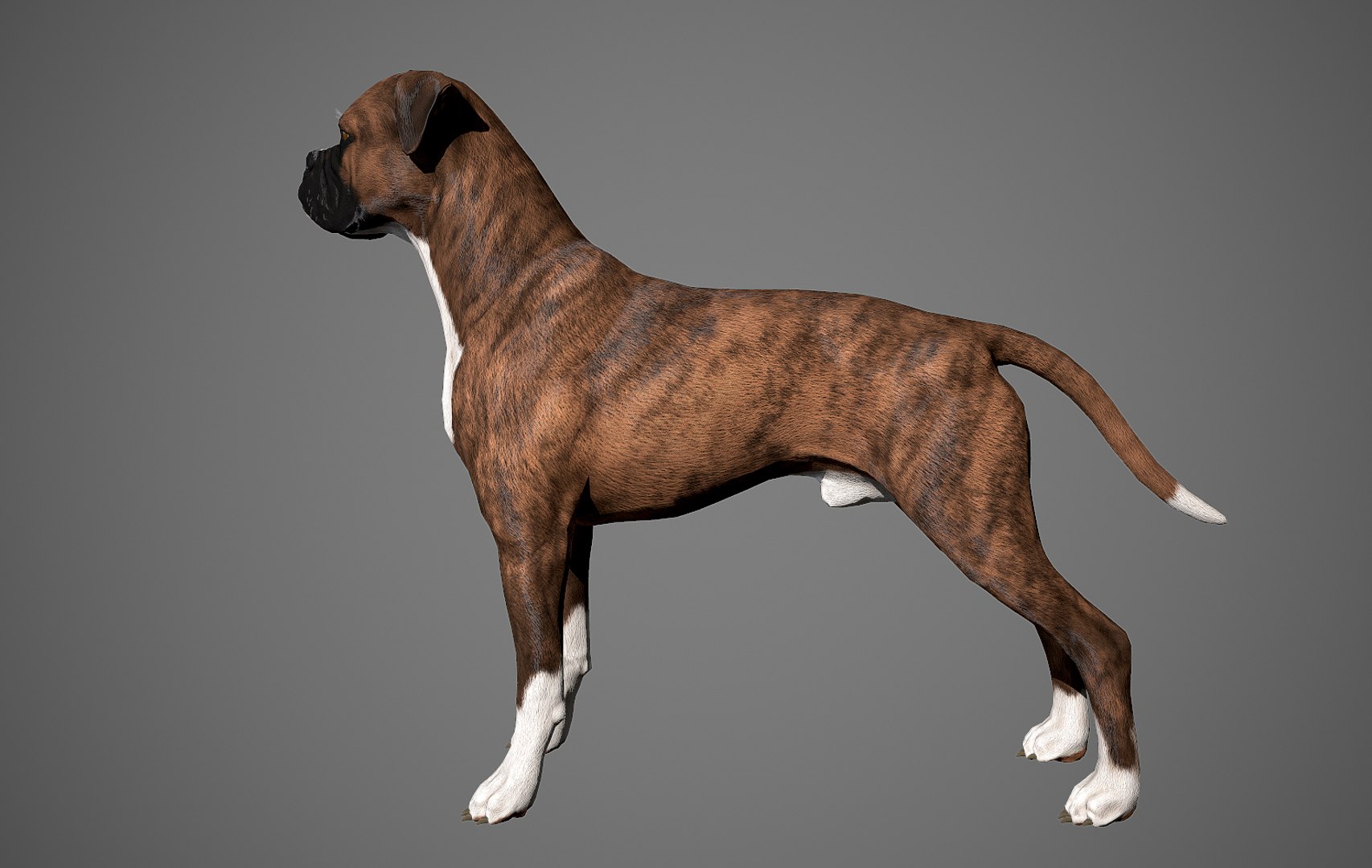 boxer dog real-time real time 3ds https://p.turbosquid.com/ts-thumb/Dn/4nUFhK/KEpi5aSS/boxer_by_alexlashko_preview25/jpg/1468289332/1920x1080/fit_q87/a99f44b06b1c0465ea69437bd39a4bc526e2724c/boxer_by_alexlashko_preview25.jpg