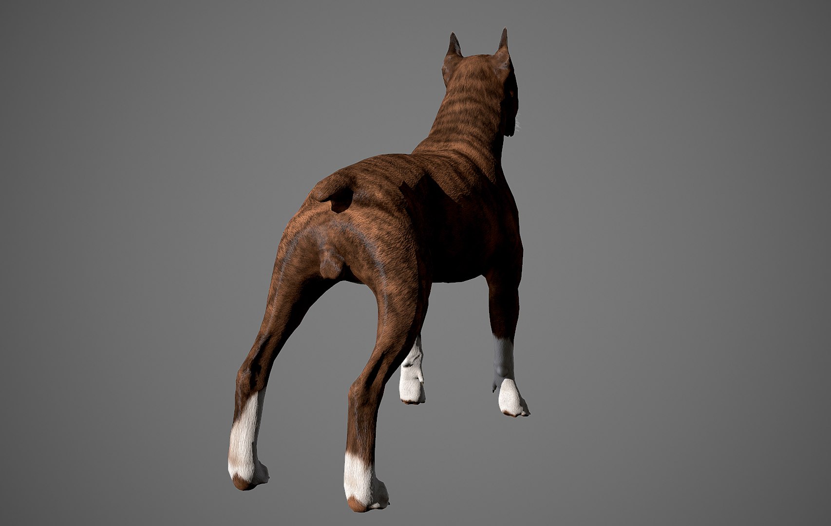 boxer dog real-time real time 3ds https://p.turbosquid.com/ts-thumb/Dn/4nUFhK/U81ieozC/boxer_by_alexlashko_preview_07/jpg/1468289331/1920x1080/fit_q87/fb9807b7107e3bb060b4257cc35e907f12d39440/boxer_by_alexlashko_preview_07.jpg