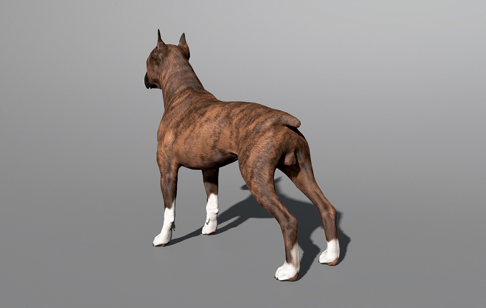boxer dog real-time real time 3ds https://p.turbosquid.com/ts-thumb/Dn/4nUFhK/YIYnxcY5/boxer_by_alexlashko_preview_17/jpg/1468289332/1920x1080/fit_q87/4600c9867855a6cbd4bf651c64fdcc042a735024/boxer_by_alexlashko_preview_17.jpg