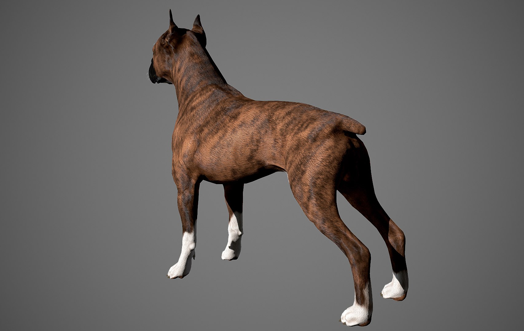 boxer dog real-time real time 3ds https://p.turbosquid.com/ts-thumb/Dn/4nUFhK/ctOw761w/boxer_by_alexlashko_preview_06/jpg/1468289331/1920x1080/fit_q87/3ab2168bd4d43f7b4429d7e8777adeefdc9113e2/boxer_by_alexlashko_preview_06.jpg