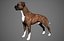 Boxer Real-Time