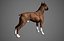 Boxer Real-Time
