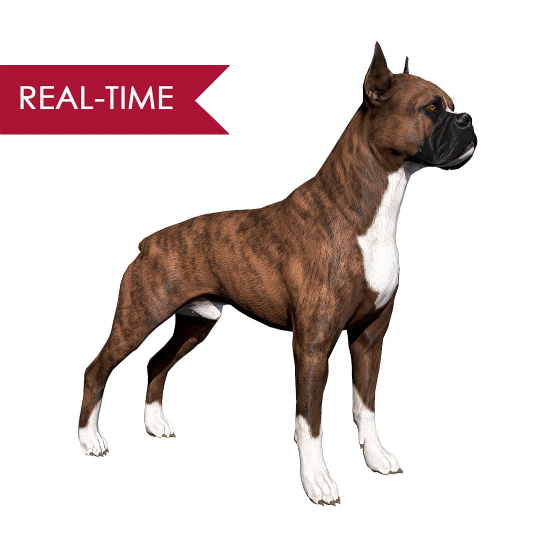 boxer dog real-time real time 3ds https://p.turbosquid.com/ts-thumb/Dn/4nUFhK/o2lcpmCA/boxer_by_alexlashko_realtime/jpg/1468299018/1920x1080/fit_q87/d2fa82994a19e3e00545104e78c4f78c99a0bb7e/boxer_by_alexlashko_realtime.jpg