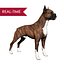 Boxer Real-Time