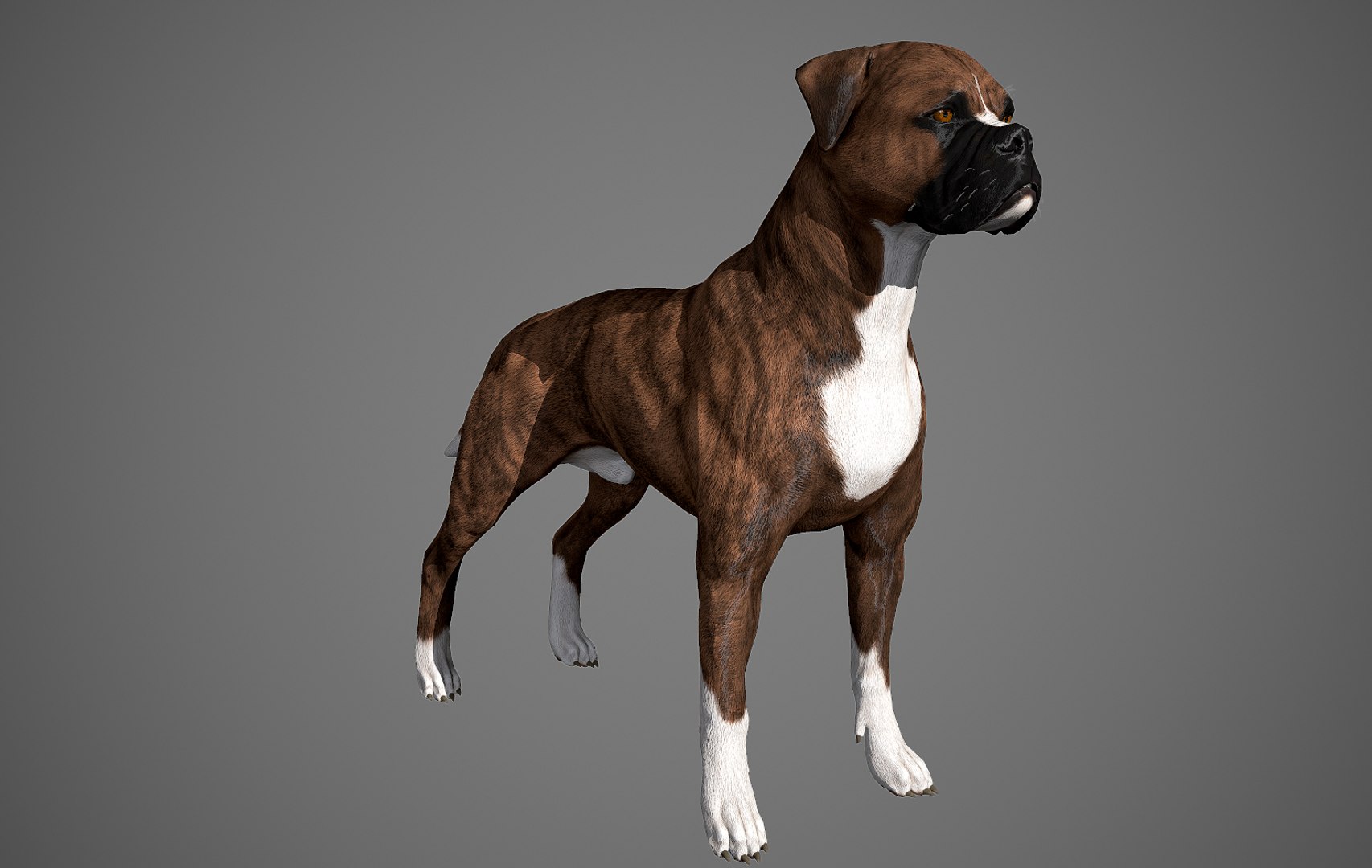 boxer dog real-time real time 3ds https://p.turbosquid.com/ts-thumb/Dn/4nUFhK/qdtd5c7c/boxer_by_alexlashko_preview26/jpg/1468289332/1920x1080/fit_q87/7cf6d26c52d569d0552c508606be697de4c6c8d7/boxer_by_alexlashko_preview26.jpg