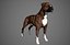 Boxer Real-Time