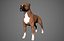 Boxer Real-Time