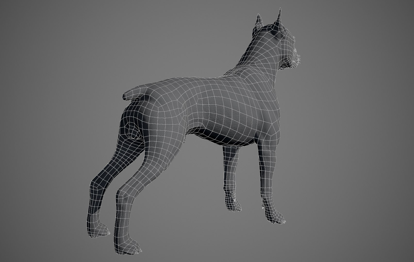 boxer dog real-time real time 3ds https://p.turbosquid.com/ts-thumb/Dn/4nUFhK/x38XYAvE/boxer_by_alexlashko_wires_02/jpg/1468299005/1920x1080/fit_q87/9ee3e23a38893add55a8d518ccfd895615c97eb8/boxer_by_alexlashko_wires_02.jpg