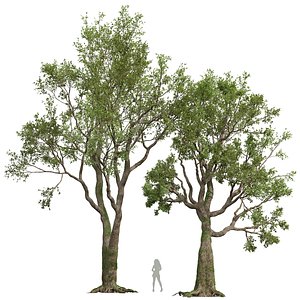 3D Angel Oak Live Tree02 model
