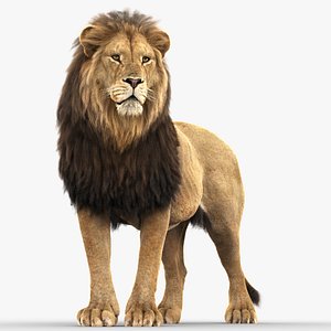 Lion 3D Models for Download | TurboSquid