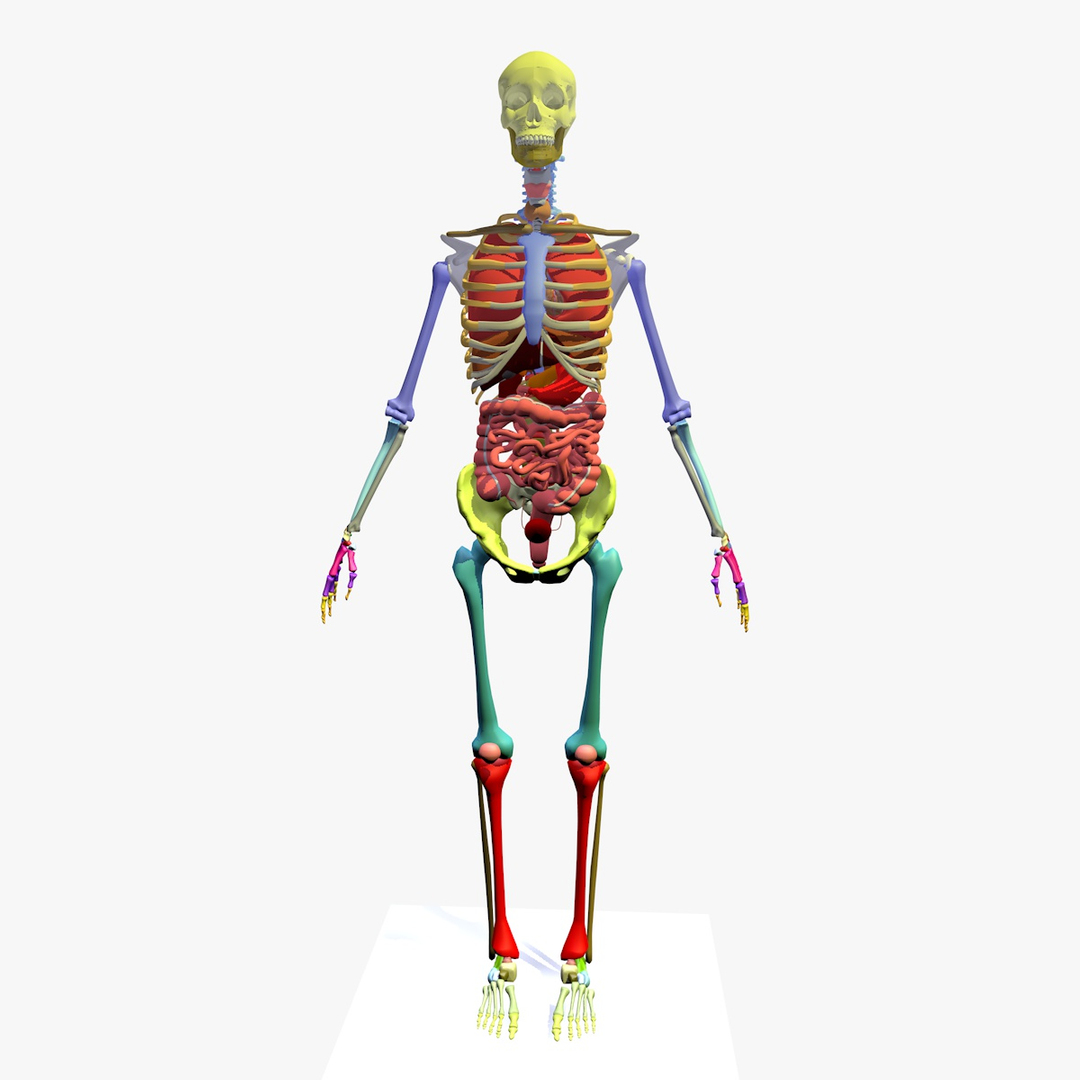 3D Model Anatomy Male Skeleton Included - TurboSquid 1182241