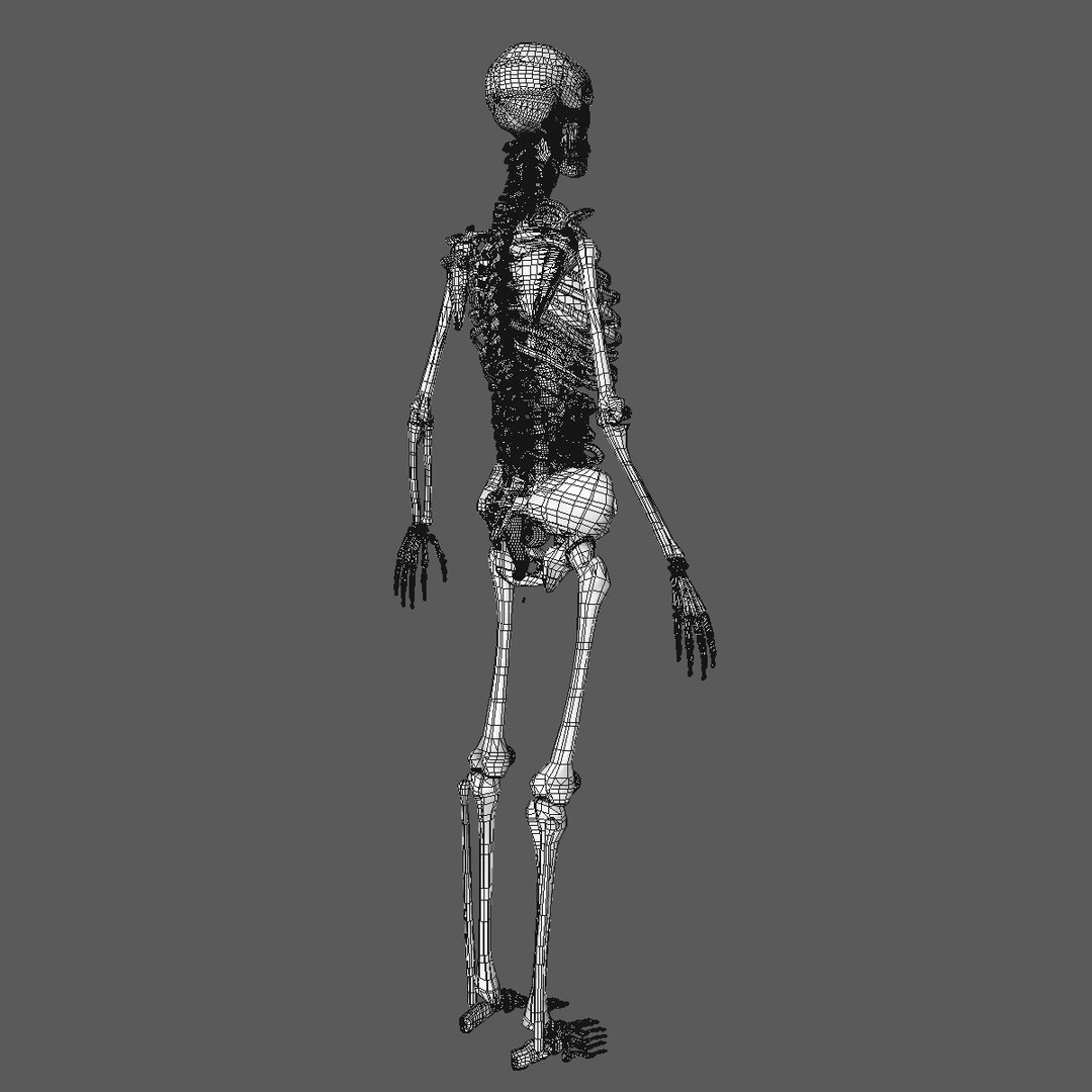 3d Model Anatomy Male Skeleton Included - Turbosquid 1182241