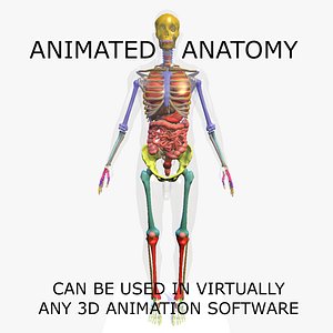 3D Anatomy Animated Full Body Including Skeleton of a Male
