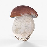 Boletus Edulis 04