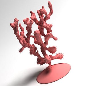 coral