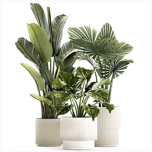 3D small plants white modern pots Strelitzia Licuala fan palm 1436 model